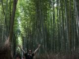 20130808-IMG 1660 : Arashiyama, Bamboo Grove, Japan, Kyoto, Shrine, Temple