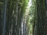 20130808-IMG 1665 : Arashiyama, Bamboo Grove, Japan, Kyoto, Shrine, Temple
