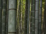 20130808-IMG 1714 : Arashiyama, Bamboo Grove, Japan, Kyoto, Shrine, Temple