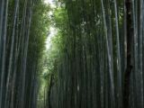 20130808-IMG 1835 : Arashiyama, Bamboo Grove, Japan, Kyoto, Shrine, Temple