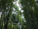 20130808-IMG 1839 : Arashiyama, Bamboo Grove, Japan, Kyoto, Shrine, Temple