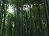 20130808-IMG 1845 : Arashiyama, Bamboo Grove, Japan, Kyoto, Shrine, Temple