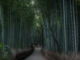 20130808-IMG 1846 : Arashiyama, Bamboo Grove, Japan, Kyoto, Shrine, Temple