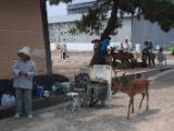20130810-IMG 2030 : Deers, Japan, Lanterns, Nara, Shrine, Temple