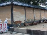 20130810-IMG 2036 : Deers, Japan, Lanterns, Nara, Shrine, Temple