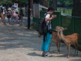 20130810-IMG 2045 : Deers, Japan, Lanterns, Nara, Shrine, Temple