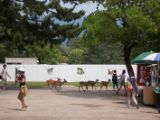 20130810-IMG 2051 : Deers, Japan, Lanterns, Nara, Shrine, Temple