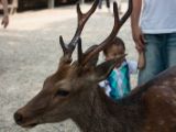 20130810-IMG 2117 : Deers, Japan, Lanterns, Nara, Shrine, Temple