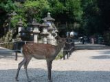 20130810-IMG 2128 : Deers, Japan, Lanterns, Nara, Shrine, Temple