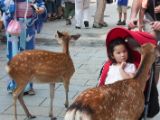 20130810-IMG 2252 : Deers, Japan, Lanterns, Nara, Shrine, Temple