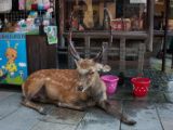 20130810-IMG 2257 : Deers, Japan, Lanterns, Nara, Shrine, Temple