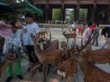 20130810-IMG 2262 : Deers, Japan, Lanterns, Nara, Shrine, Temple