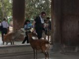 20130810-IMG 2274 : Deers, Japan, Lanterns, Nara, Shrine, Temple