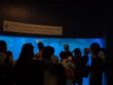 20130812-IMG 2784 : Japan, Osaka, Osaka Aquarium