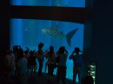 20130812-IMG 2816 : Japan, Osaka, Osaka Aquarium
