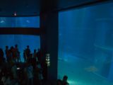 20130812-IMG 2818 : Japan, Osaka, Osaka Aquarium