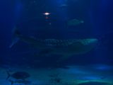 20130812-IMG 2923 : Japan, Osaka, Osaka Aquarium