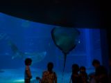 20130812-IMG 2930 : Japan, Osaka, Osaka Aquarium