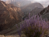 IMG 0776 : Ladakh