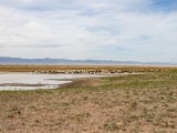 20190901-IMG 0495 : 2019, Mongolei, Mongolia