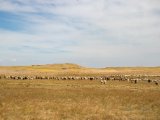 20190901-IMG 0567 : 2019, Mongolei, Mongolia