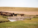 20190901-IMG 0615 : 2019, Mongolei, Mongolia