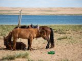 20190902-IMG 0758 : 2019, Mongolei, Mongolia