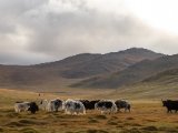 20190905-IMG 1377 : 2019, Mongolei, Mongolia