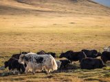 20190905-IMG 1381 : 2019, Mongolei, Mongolia
