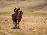 20190915-IMG 2034 : 2019, Mongolei, Mongolia