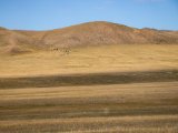 20190916-IMG 2424 : 2019, Mongolei, Mongolia